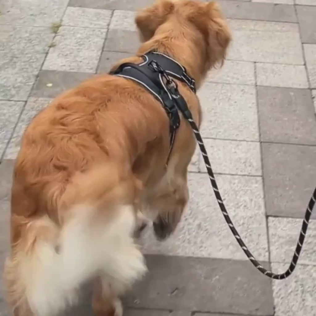 Harnais SafeWalk – Confort & Sécurité pour Chien